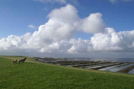 Landschaft meer küste gras Foto