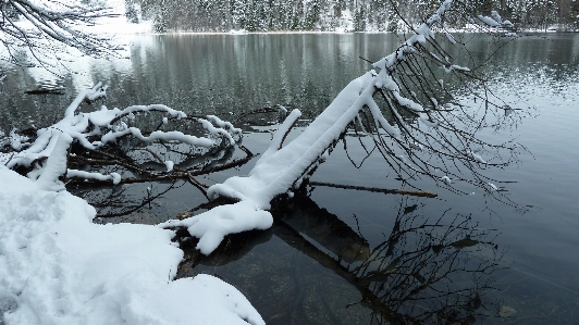 Photo Arbre eau nature bifurquer