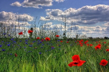 Landscape nature grass horizon Photo