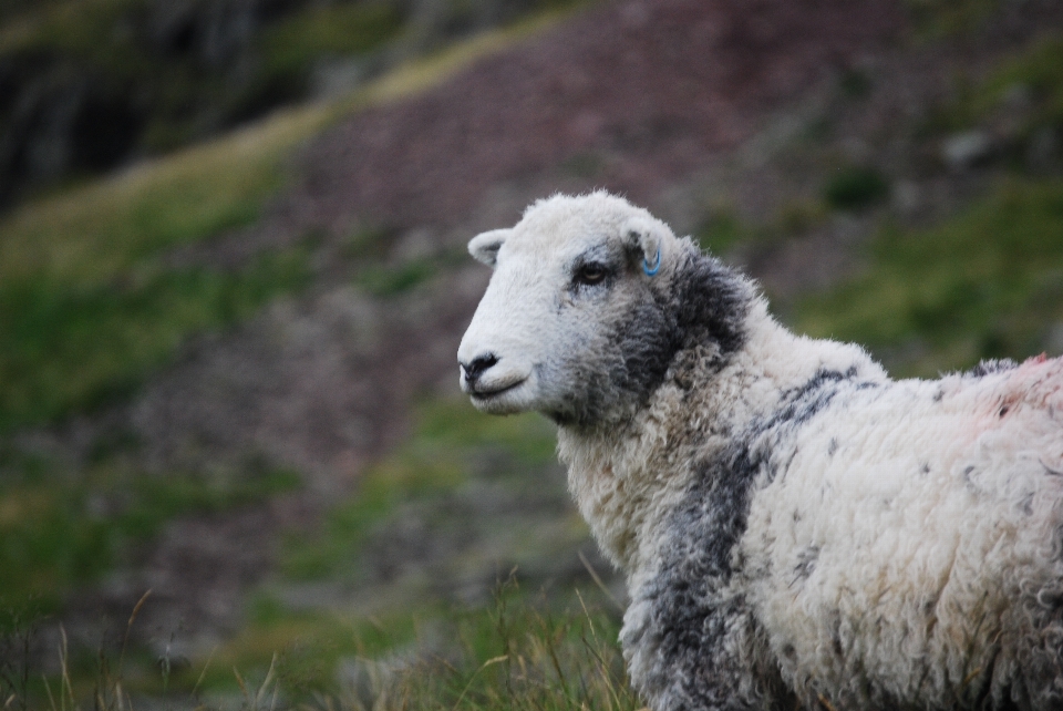 Hill animal pasture sheep