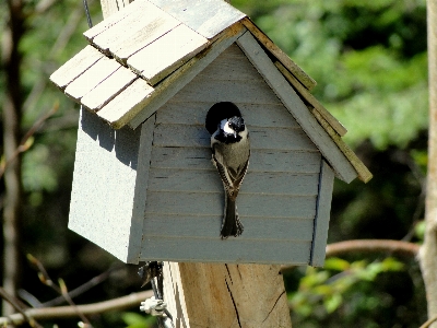 Foto Alam burung margasatwa fauna