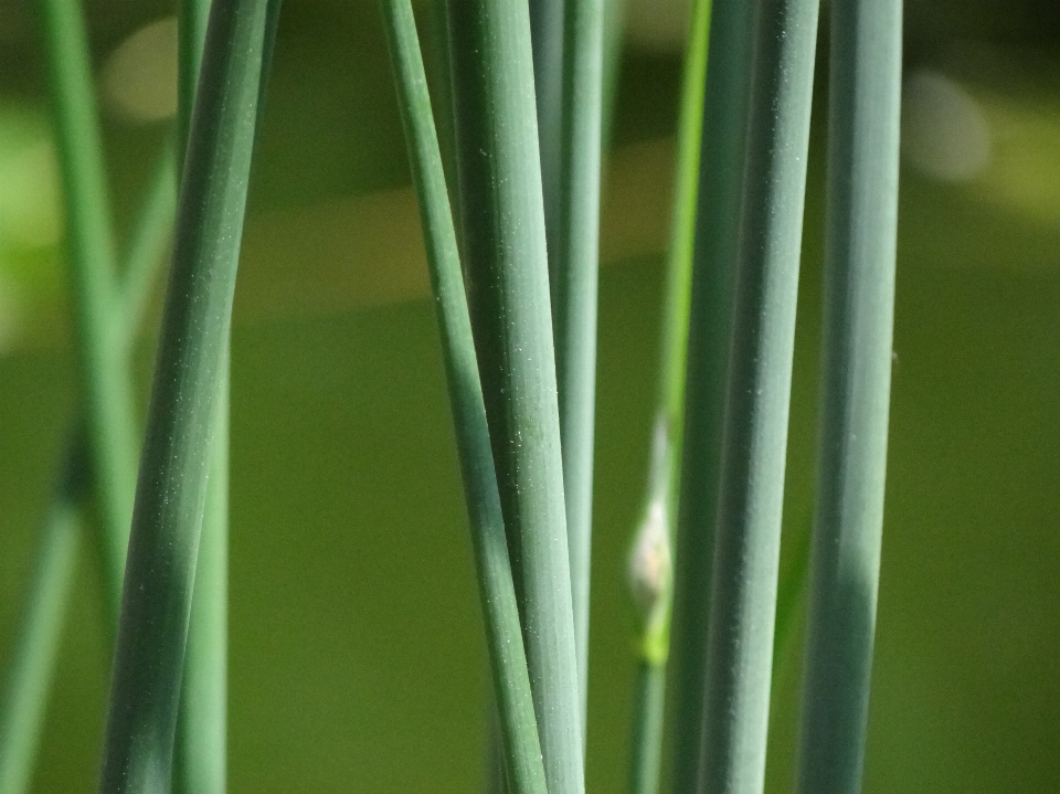 草 ブランチ 植物 日光