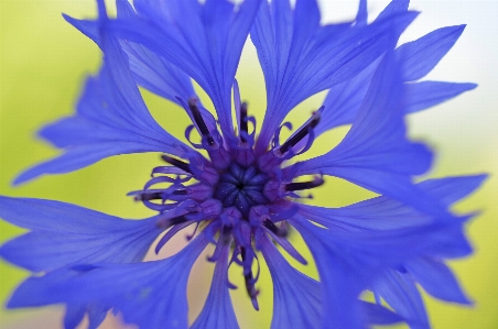 自然 花 植物 写真撮影 写真