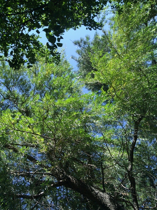 Baum natur wald wildnis
