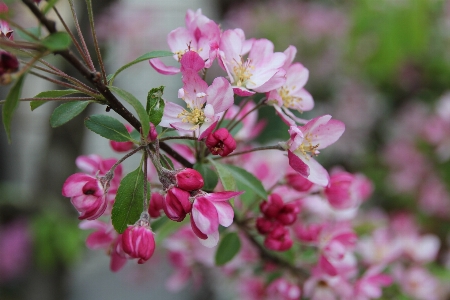 Nature branch blossom plant Photo