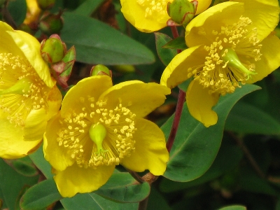 自然 花 植物 花弁 写真