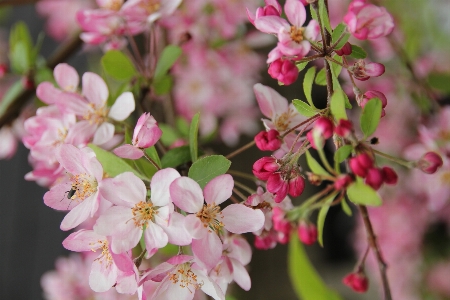 Nature branch blossom plant Photo