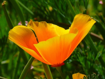 自然 花 植物 分野 写真