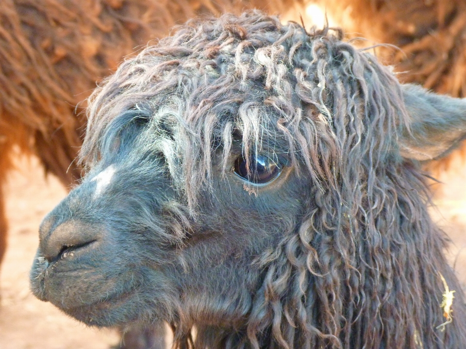 Hair animal fur fluffy