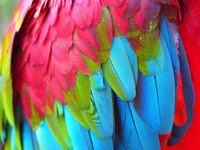 Bird wing petal red Photo