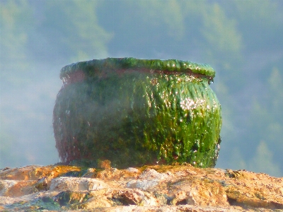 海 树 自然 草 照片