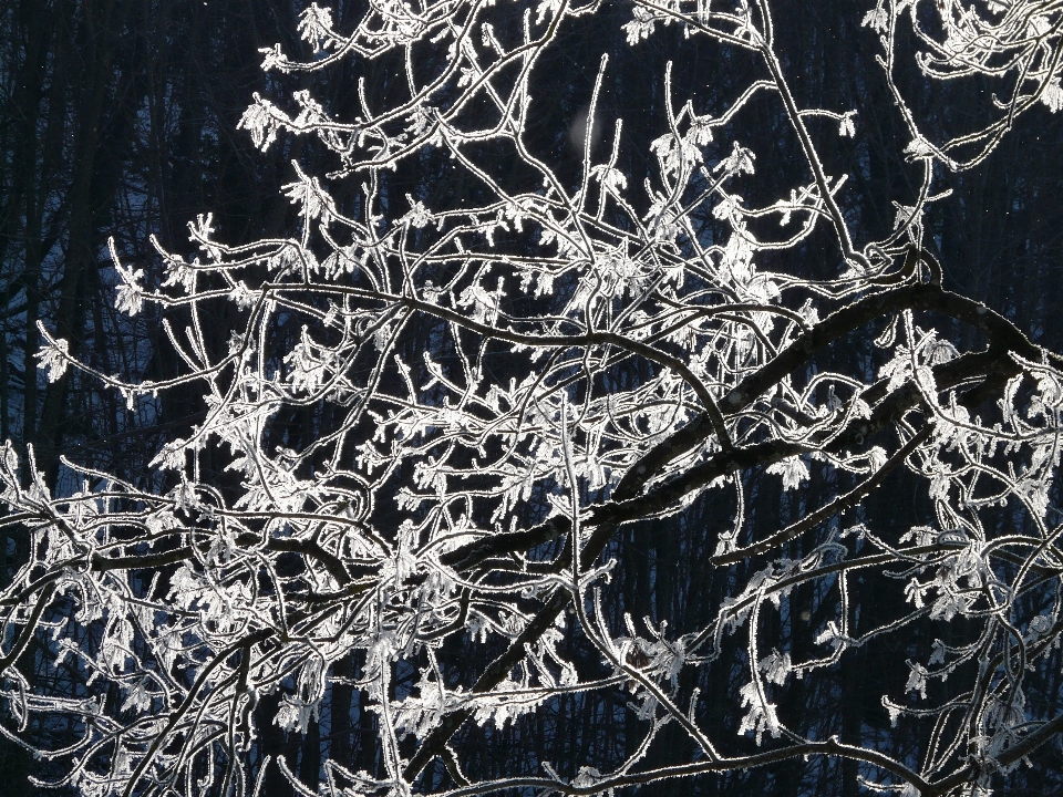 Albero ramo nevicare freddo