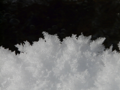 木 自然 ブランチ 雪 写真