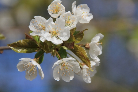 Landscape nature branch blossom Photo