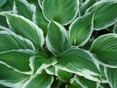 Plant leaf flower shade Photo