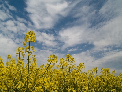 草 地平線 クラウド 植物 写真