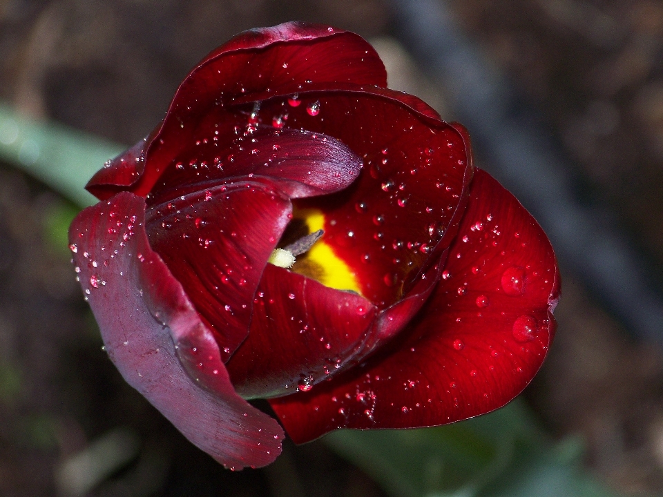 Natura fiore aprire rugiada