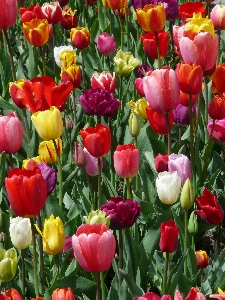 風景 自然 アウトドア 花 写真