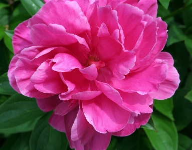 Blossom plant stem leaf Photo