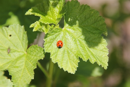 Ağaç doğa bitki güneş Fotoğraf