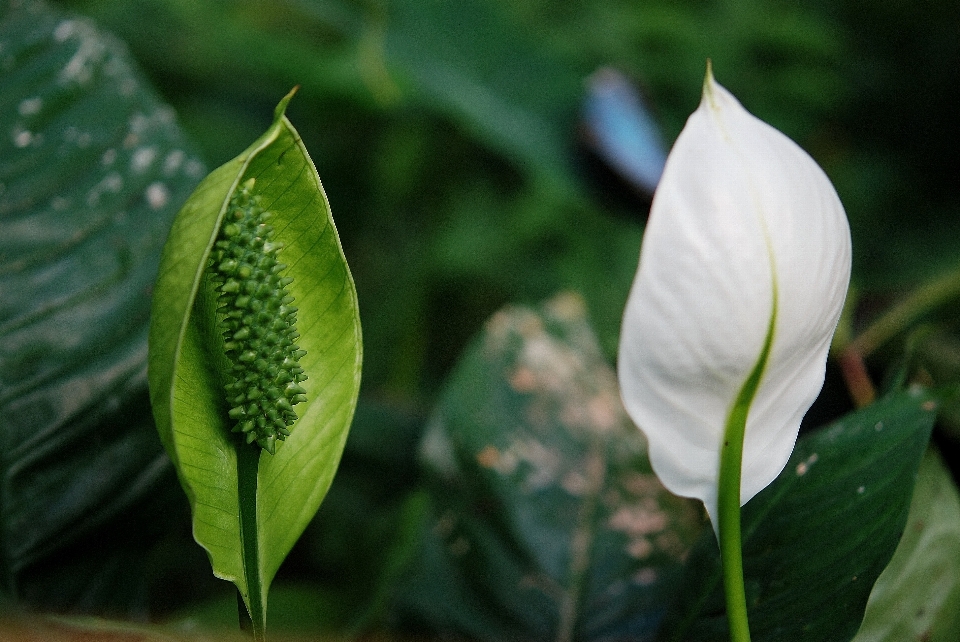 自然 植物 葉 花