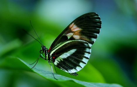 Nature wing photography leaf Photo