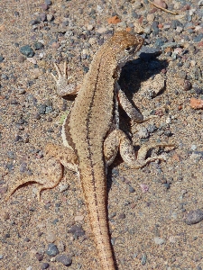 동물 야생 비열한 fauna 사진