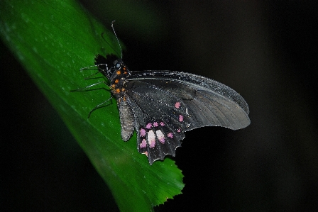 Nature outdoor wing photography Photo