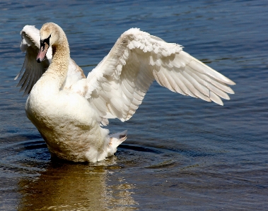 Bird wing animal seabird Photo