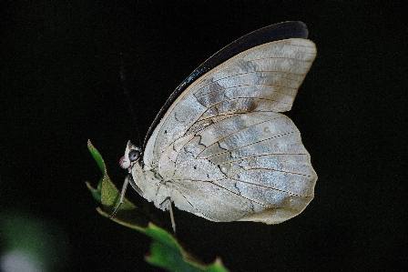 Nature wing white photography Photo