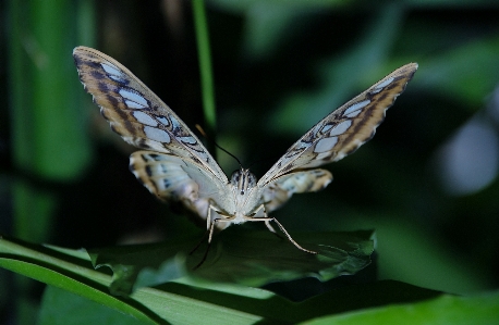 Foto Natureza asa branco fotografia