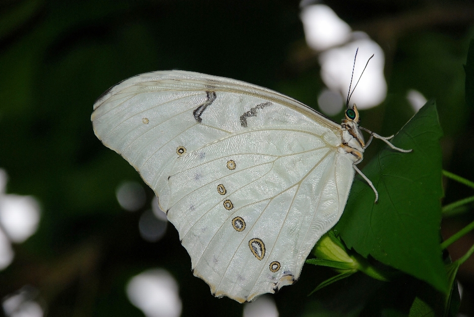 Natur flügel fotografie blatt