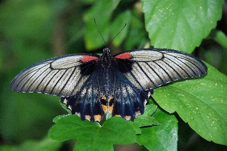 Foto Natureza ar livre asa folha