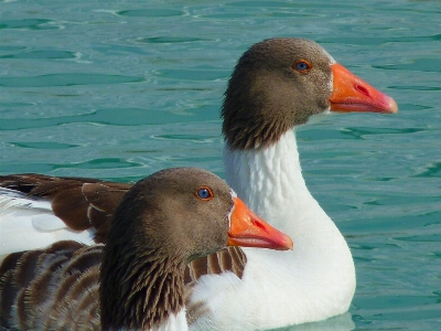 Water bird wing wildlife Photo