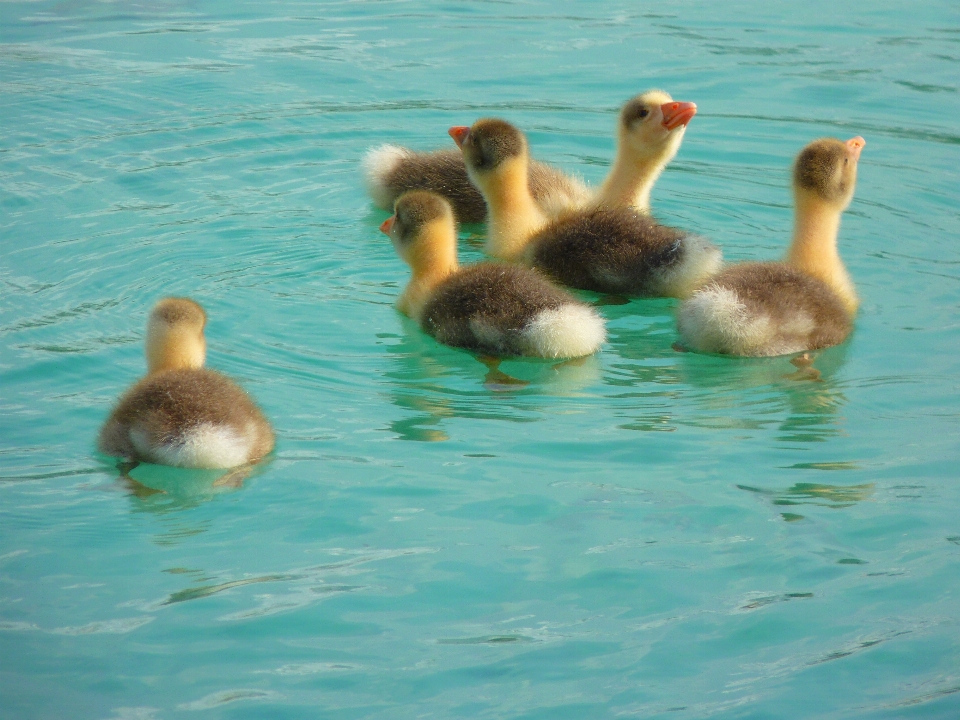 Agua pájaro nadar pollo