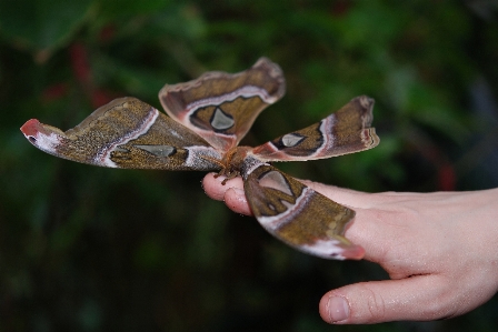 Nature outdoor wing plant Photo