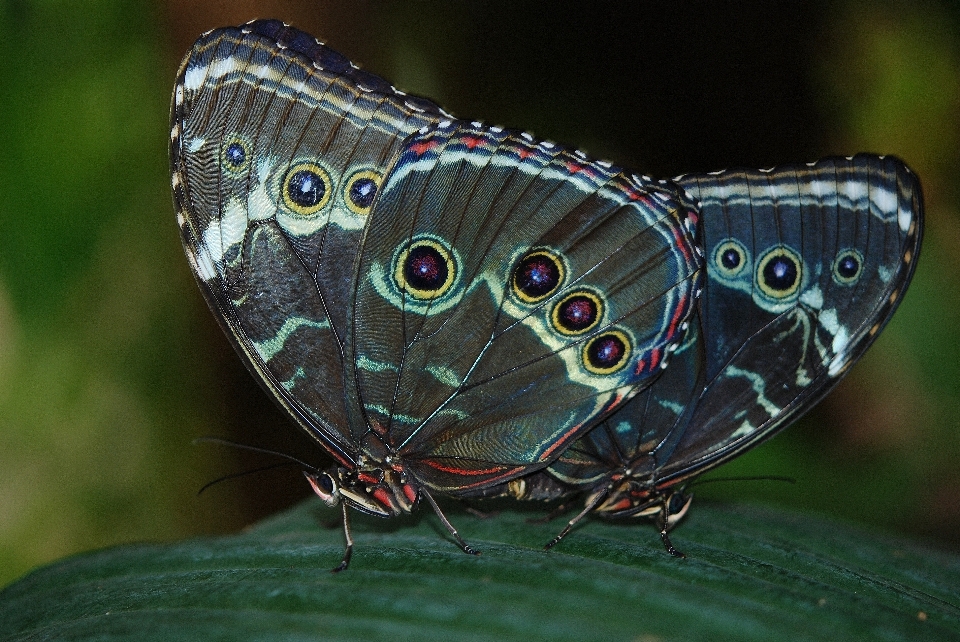 Natur flügel weiss fotografie