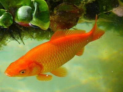 水 濡れた 泳ぐ 魚 写真