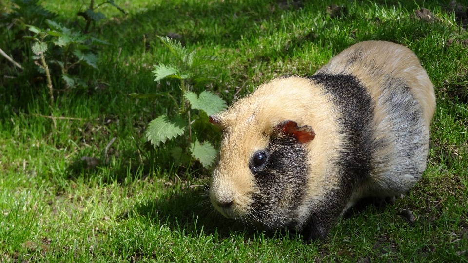 Grass sweet animal cute