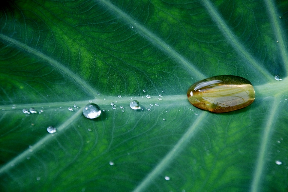 Water nature grass drop