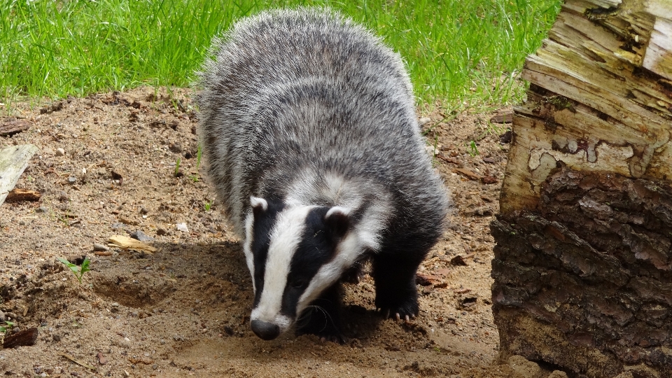 森 動物 野生動物 動物園