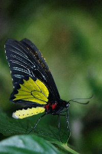 Nature outdoor wing photography Photo