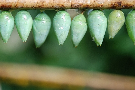 Natur draussen anlage blatt Foto