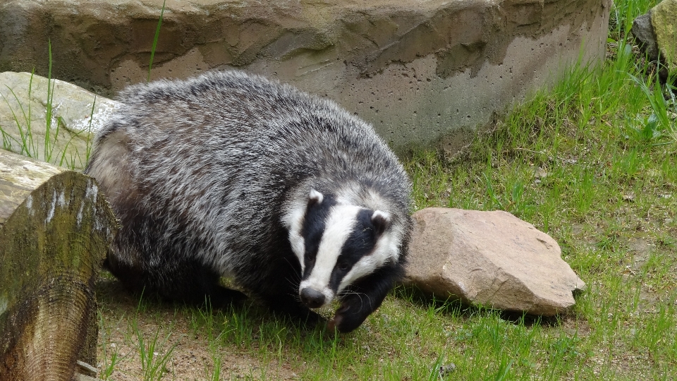 Las zwierzę dzikiej przyrody ogród zoologiczny