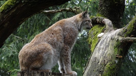 Foto Animais selvagens jardim zoológico mamífero fauna