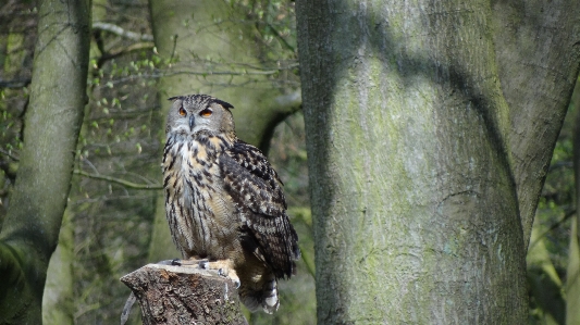 Photo Forêt oiseau nuit faune