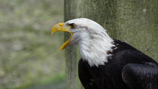 Foto Foresta uccello ala animali selvatici