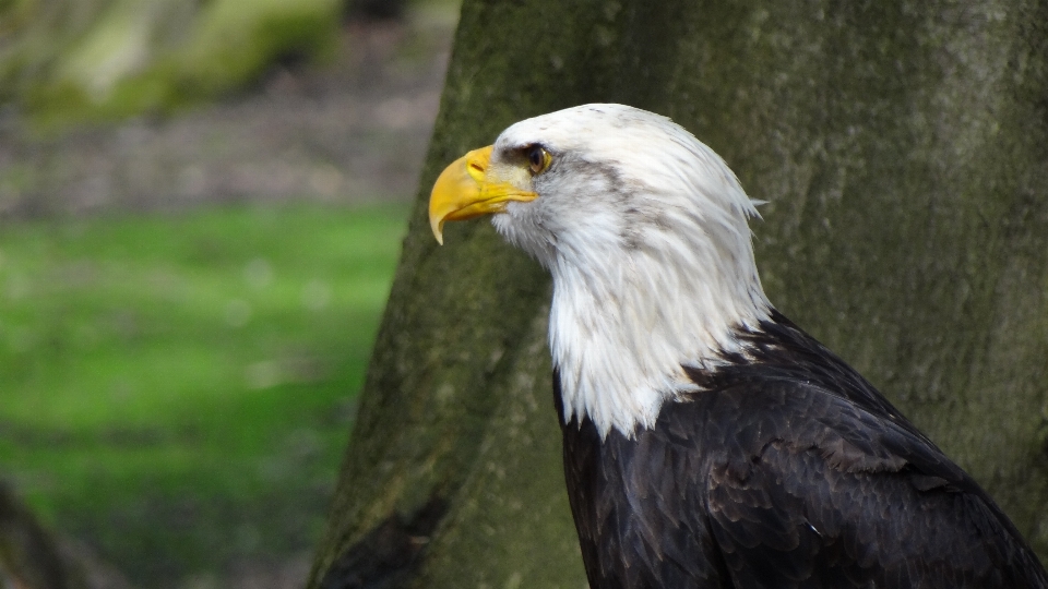 鳥 羽 動物 野生動物