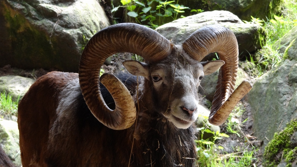 Nature wildlife goat zoo