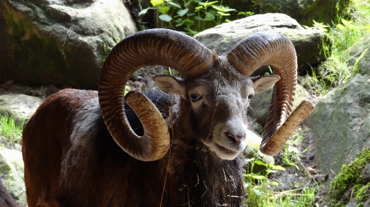 Foto Alam margasatwa kambing kebun binatang